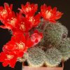 Rebutia_ritteri_v_nigrican